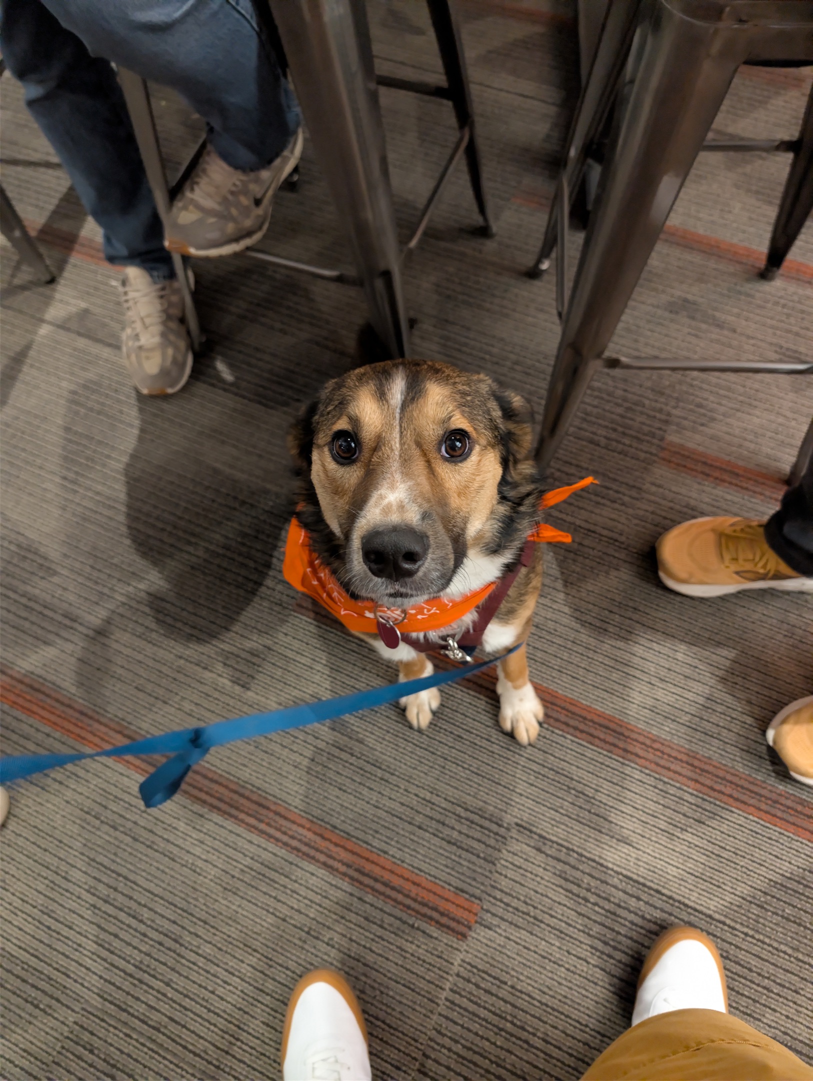 A dog in an orange bandana joining the crowd at Rule 4